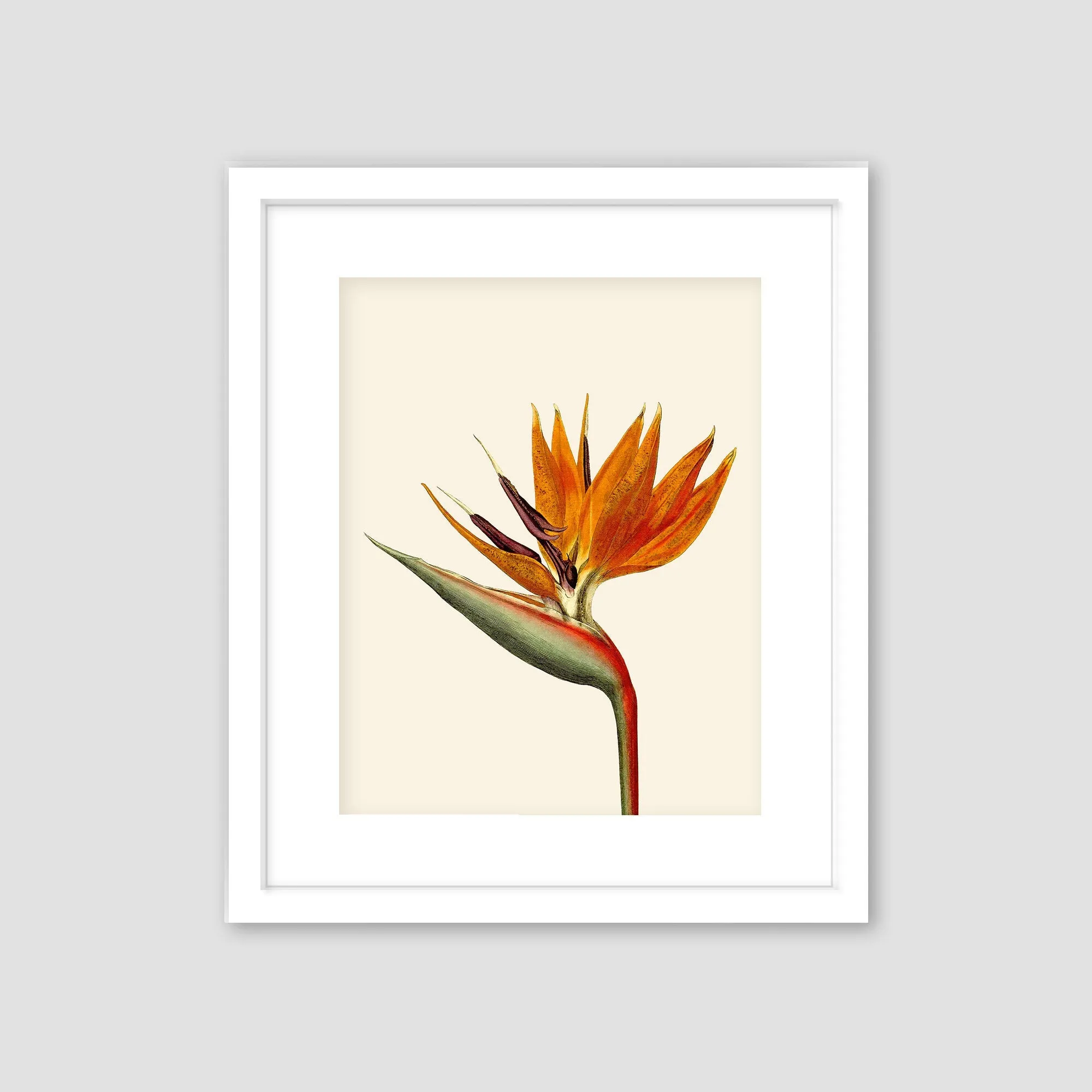 Bird of paradise art, black or white frame, tropical art, art print, tropical giclee wall decor, wall hanging, Interior design