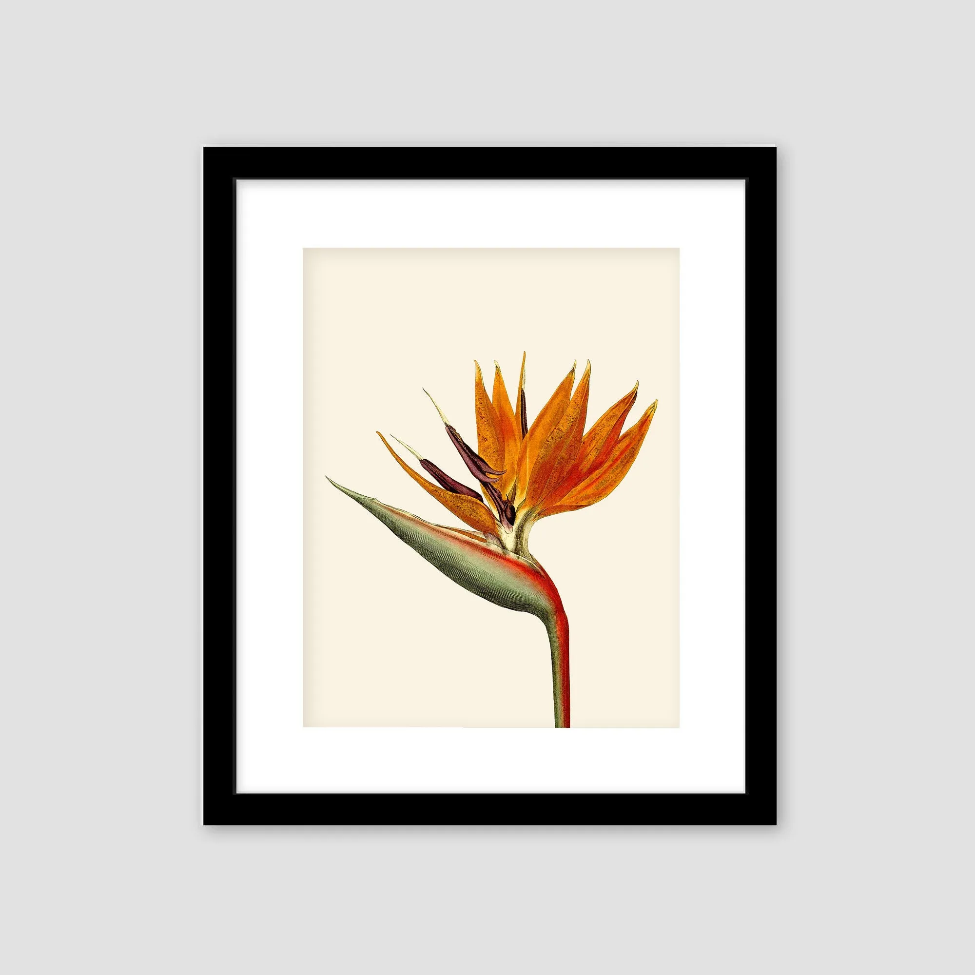 Bird of paradise art, black or white frame, tropical art, art print, tropical giclee wall decor, wall hanging, Interior design