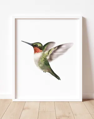 Hummingbird 1 Art Print