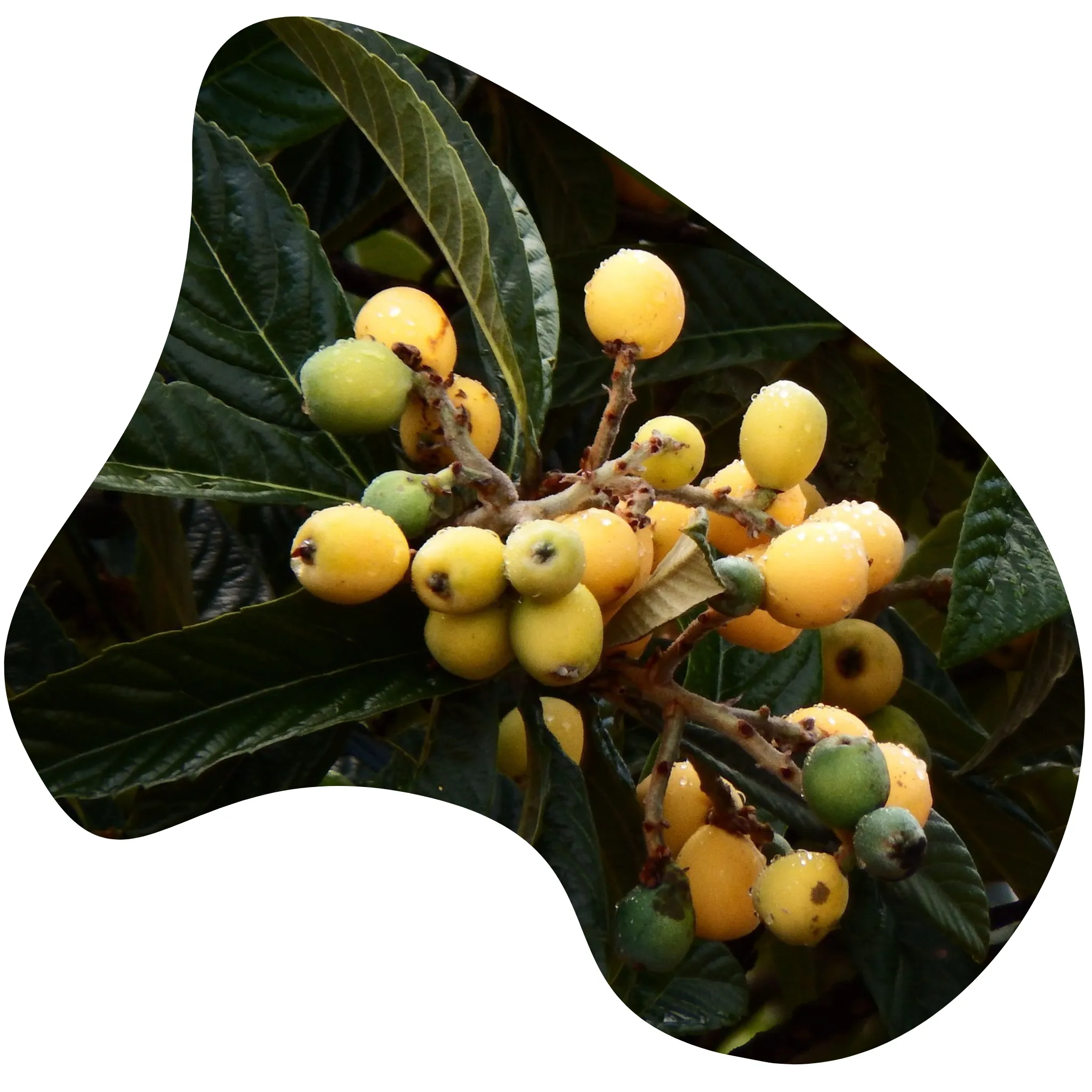 Loquat