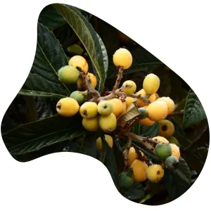 Loquat