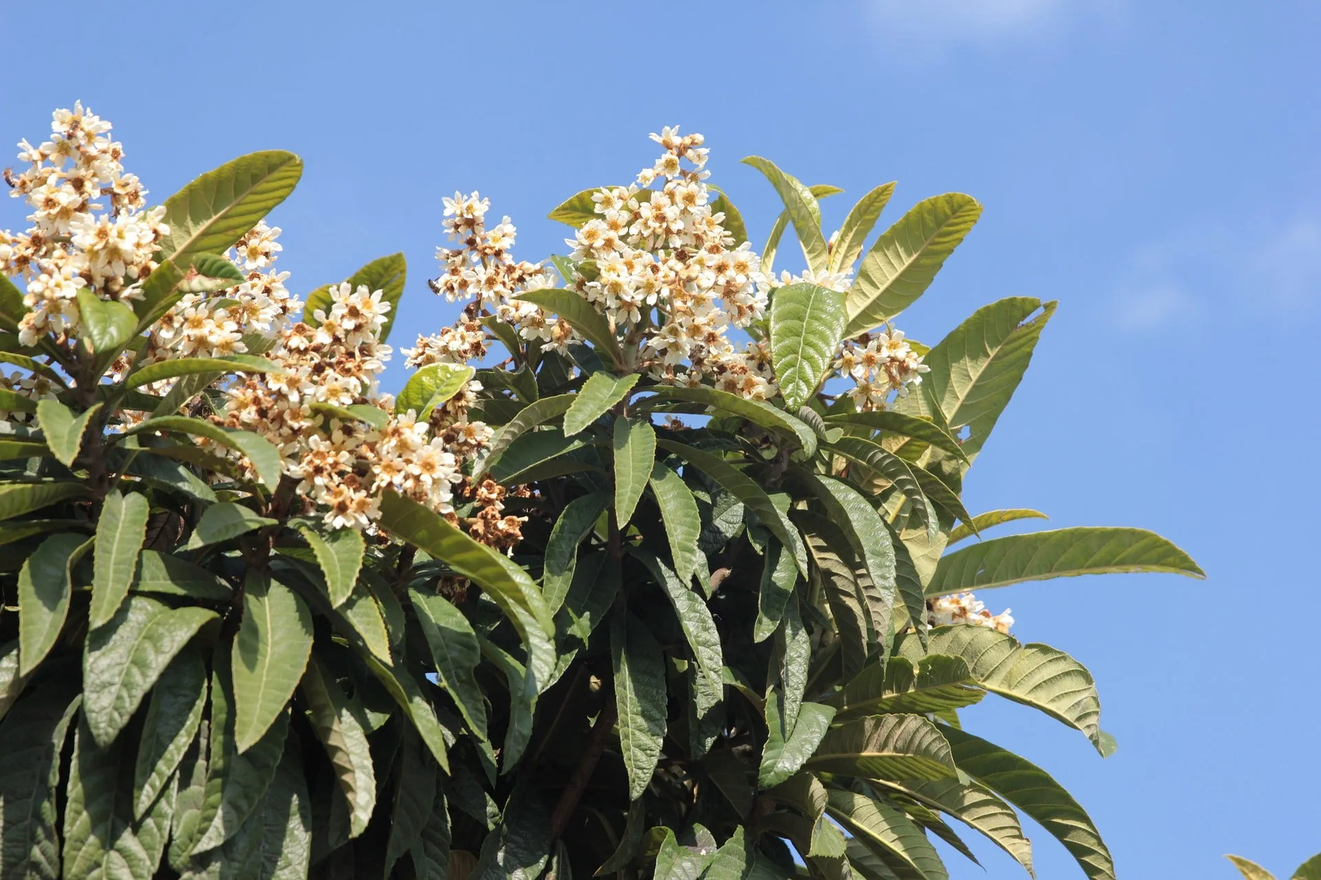 Loquat