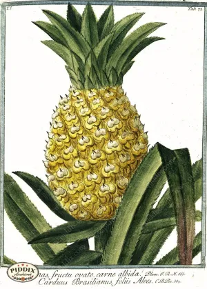 PDXC19301b -- Pineapples