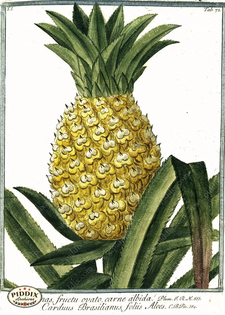 PDXC19301b -- Pineapples