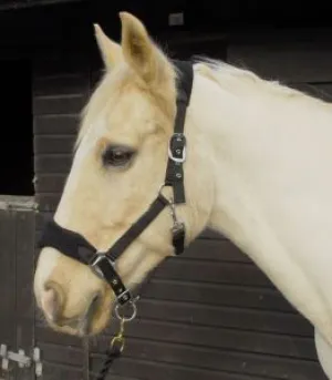 Personalised Anatomical Headcollar And Leadrope Set - Handwritten Design