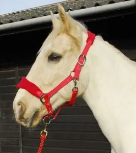 Personalised Anatomical Headcollar And Leadrope Set - Handwritten Design