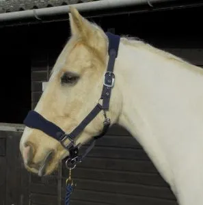 Personalised Anatomical Headcollar And Leadrope Set - Handwritten Design