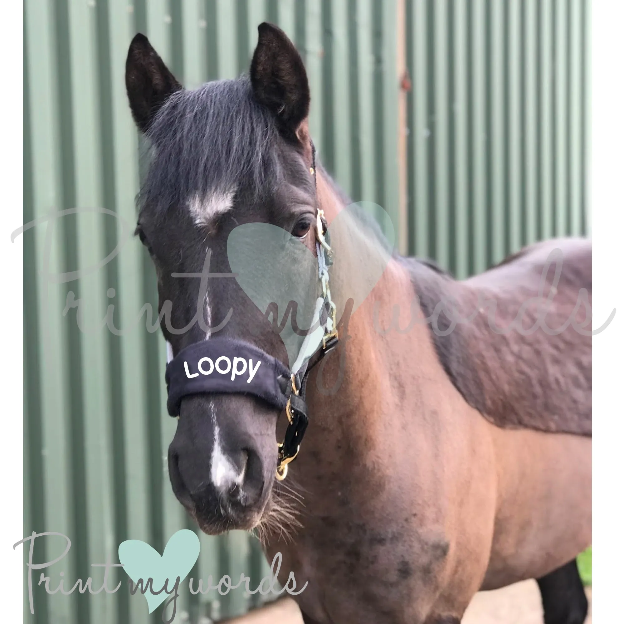 Personalised Anatomical Headcollar And Leadrope Set - Handwritten Design