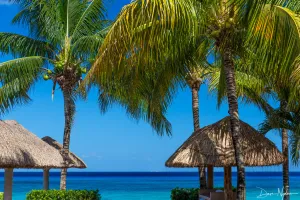 Tropical Bliss