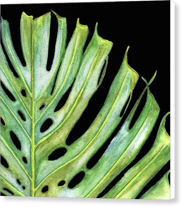 Tropical Monstera Leaf WIth Black Background - Canvas Print