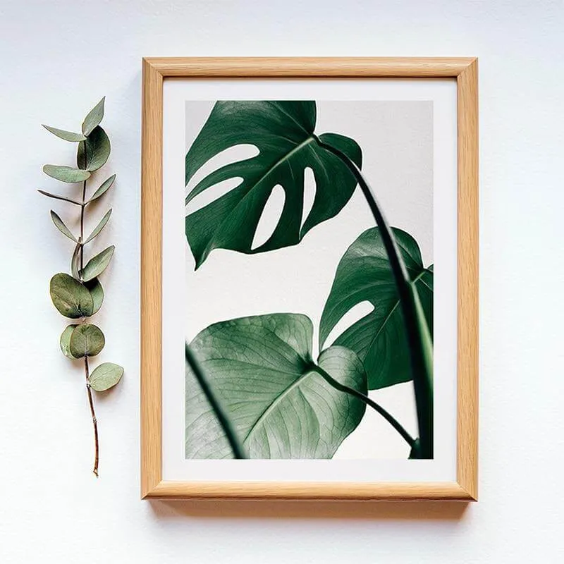 Tropical Monstera