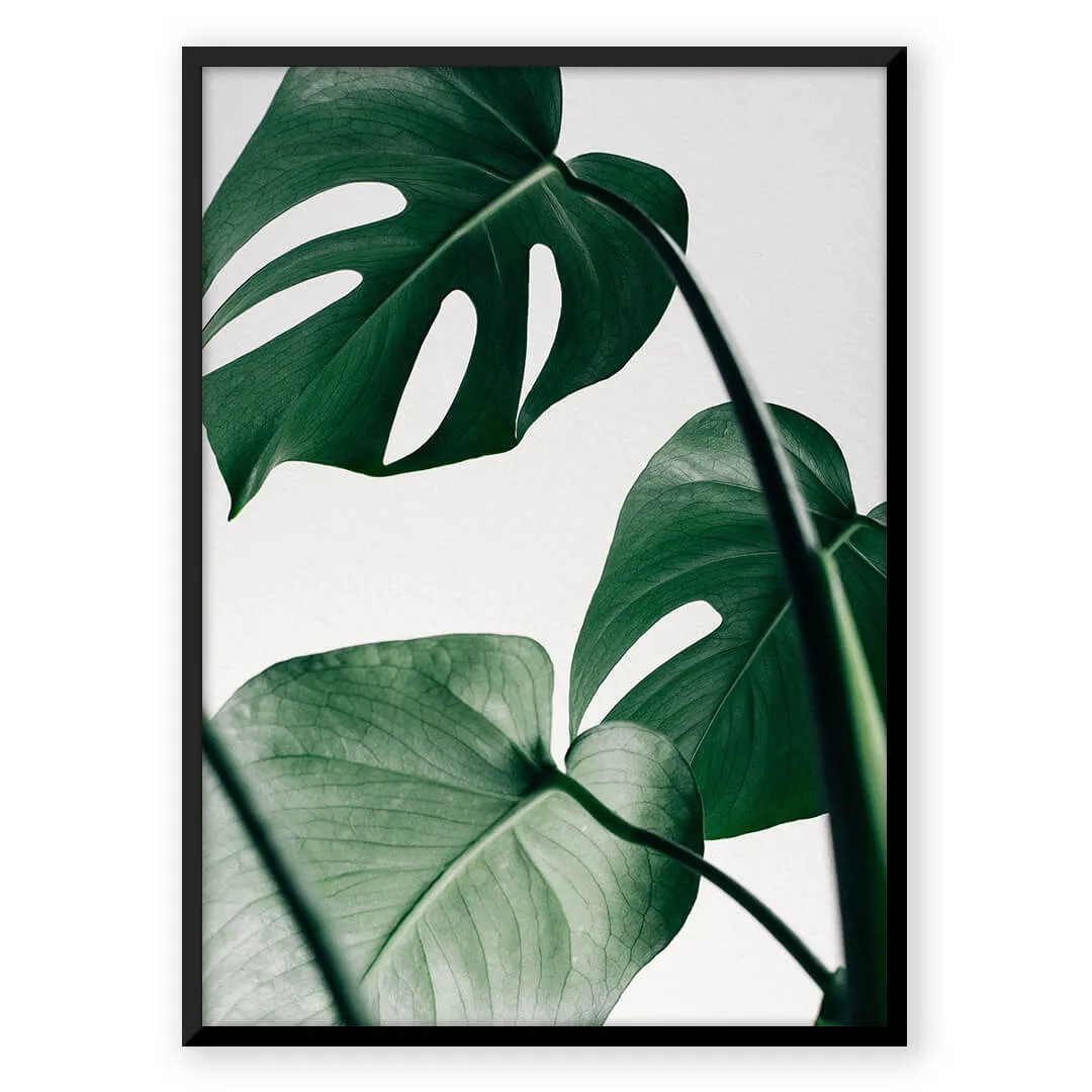 Tropical Monstera